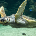 Caretta Caretta Zakynthos