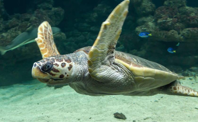 Caretta Caretta Zakynthos
