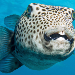 Puffer fish Zakynthos