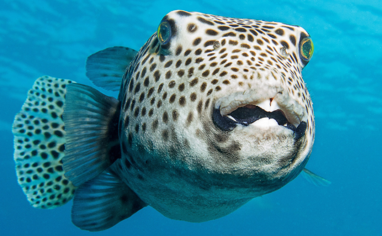 Puffer fish Zakynthos